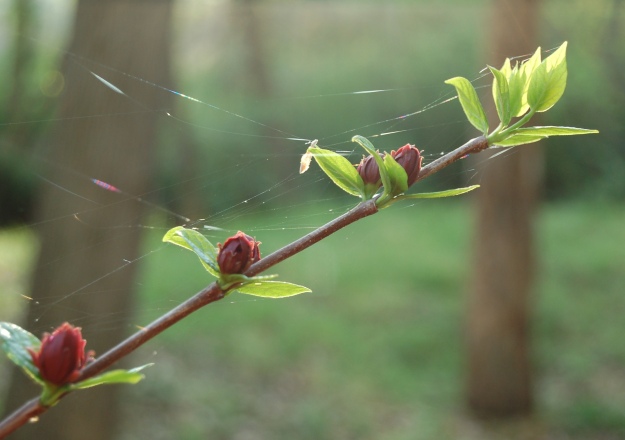 Sweetshrub (Calycanthus floridus)