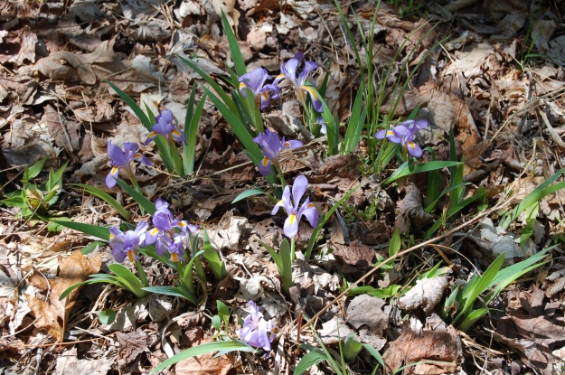 Dwarf iris (I. verna)