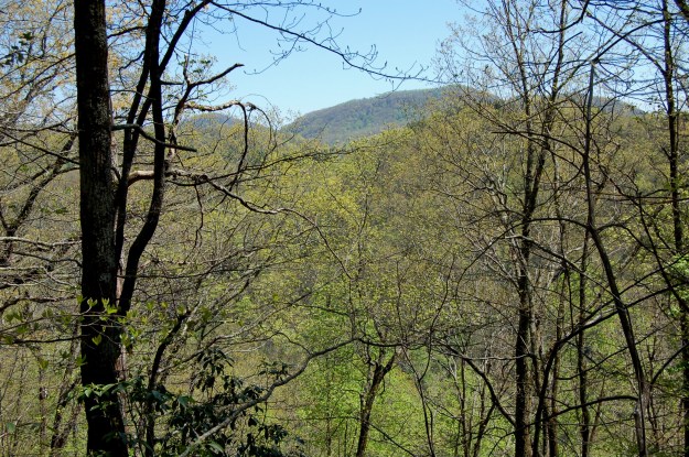 Trail view of Eastatoe Creek Heritage Preserve