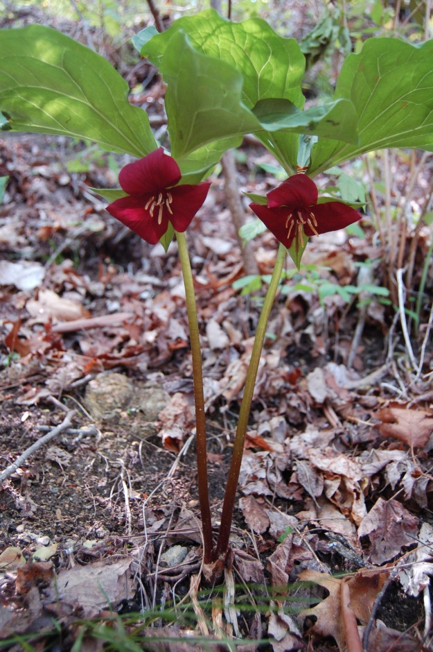 Vasey's trillium (T. vaseyi), the most exciting find of the day!